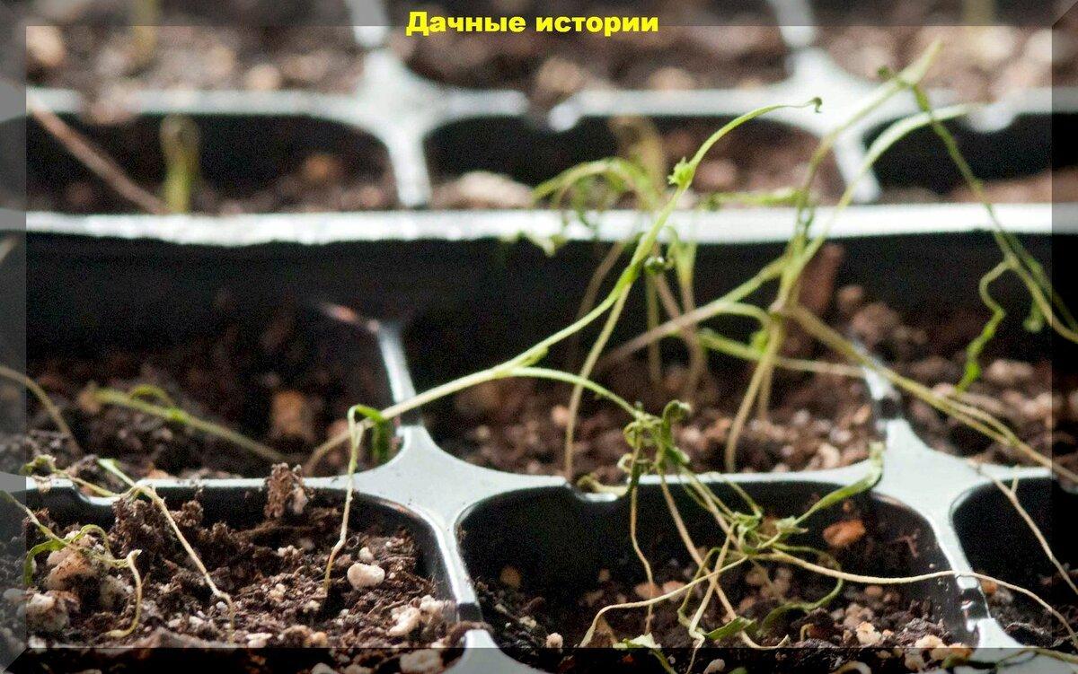 Молибден для растений в качестве удобрения и защиты от стресса и профилактики курчавости листьев томатов