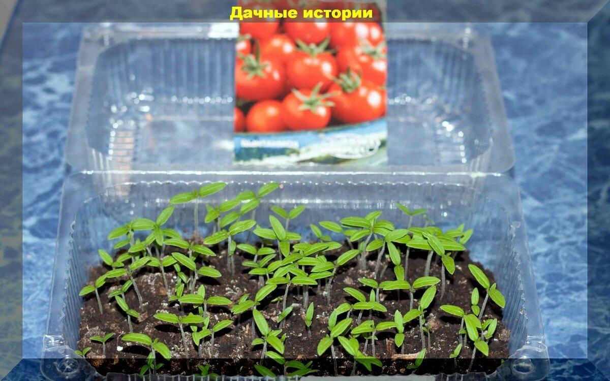Томаты на рассаду: сорта, сроки, три способа посева томатов - основные правила для начинающих
