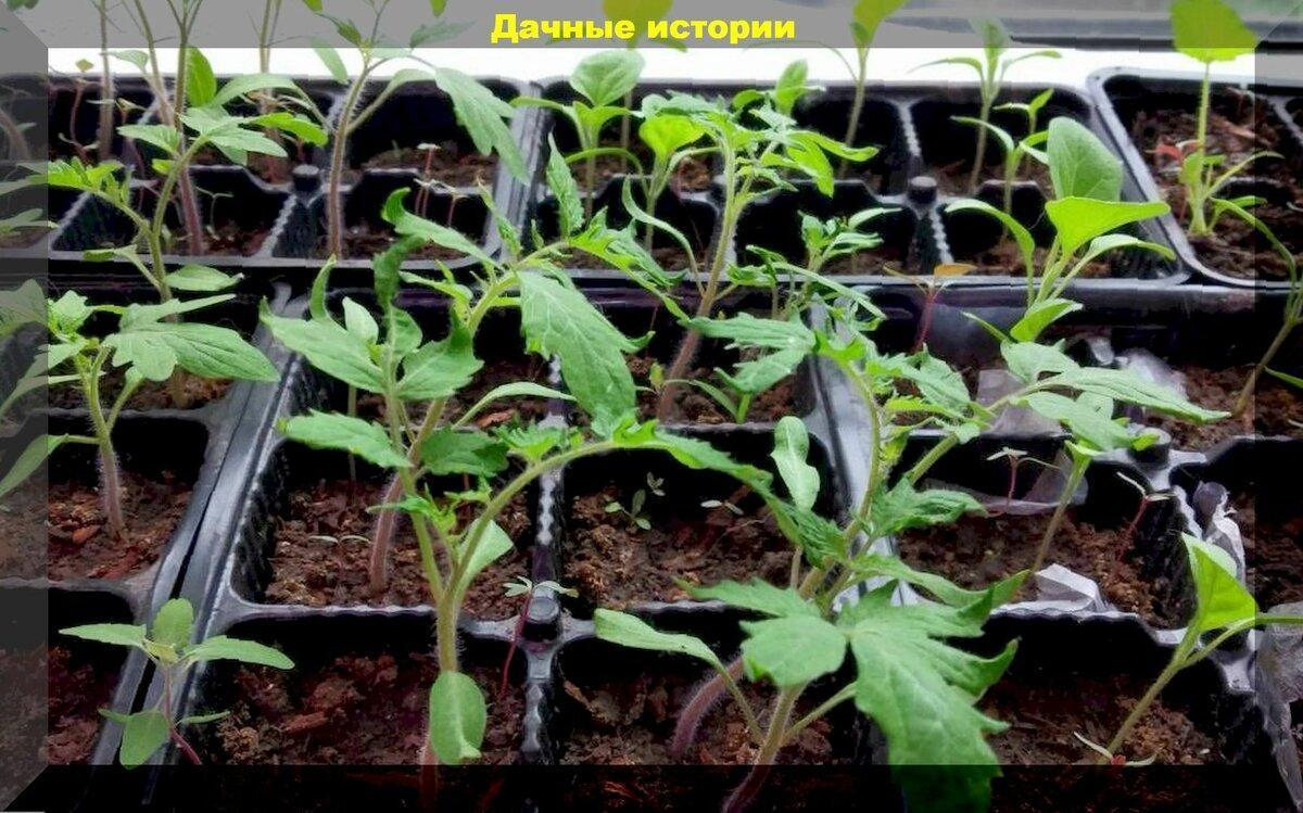 Томаты на рассаду: сорта, сроки, три способа посева томатов - основные правила для начинающих