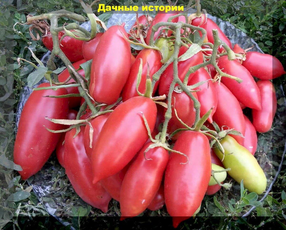 Лучшие сортовые длинноплодные томаты, с которых можно собирать семена и каждый год вновь высаживать на грядки