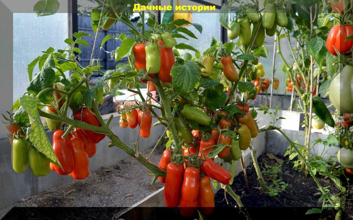 Лучшие сортовые длинноплодные томаты, с которых можно собирать семена и каждый год вновь высаживать на грядки