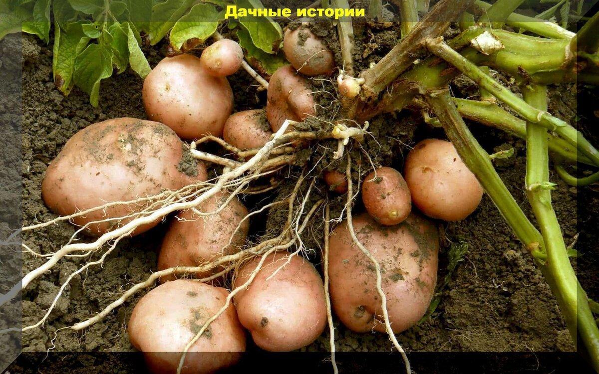 Февраль: начал прорастать семенной картофель. Определяем по ростам больные клубни и делаем прогноз о будущим урожае