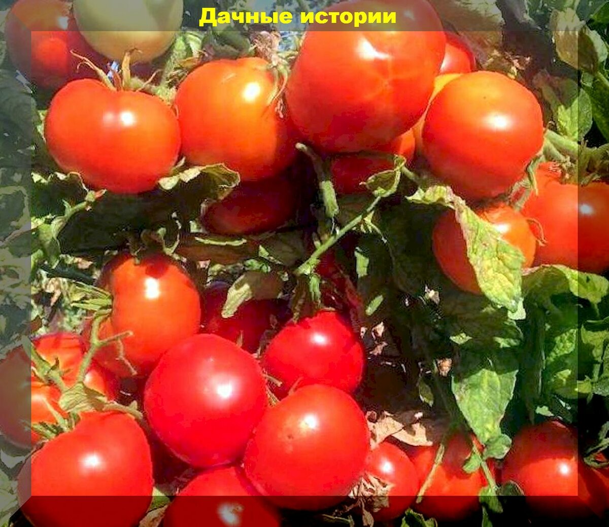 Фитофторы не будет: о сортах томатов, которые не боятся этой напасти