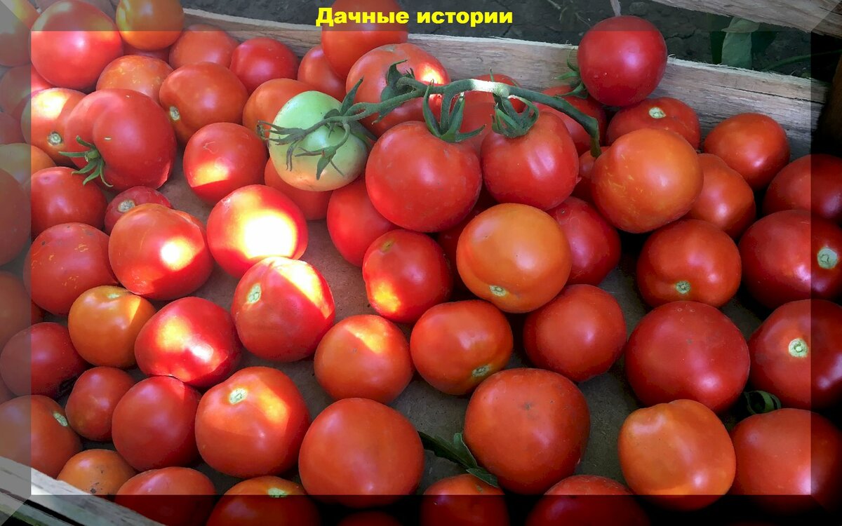Фитофторы не будет: о сортах томатов, которые не боятся этой напасти
