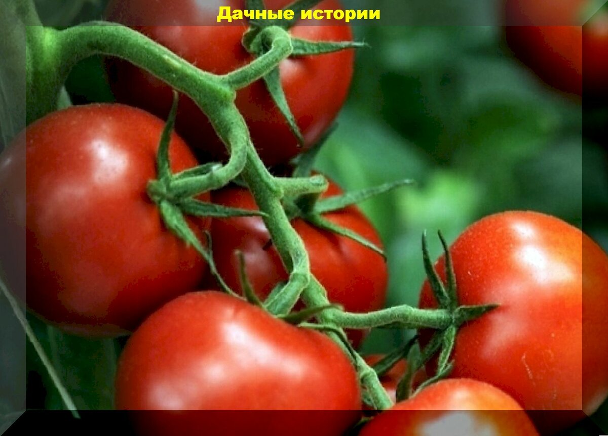 Самые лучшие белорусские томаты: десяток надежных сортов и гибридов белорусской селекции