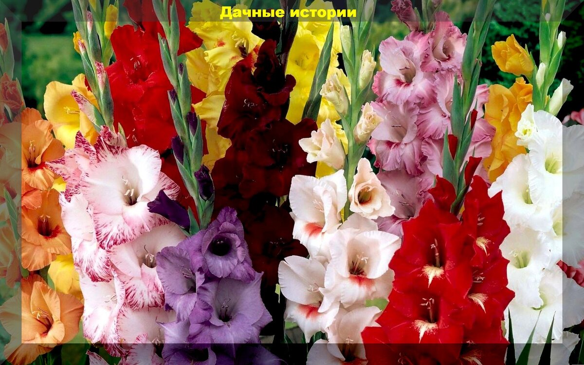 15 лучших цветов для аллергиков: красивые гипоаллергенные цветы которых не стоит опасаться