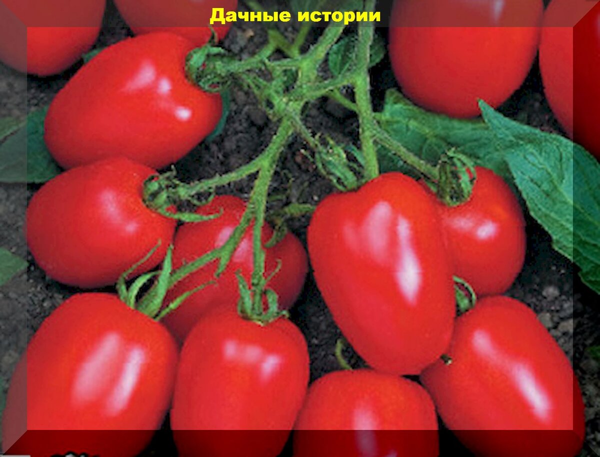 Тонкости получения самой быстрой рассады: как вырастить рассаду томатов за месяц и какие для этого нужны сорта и гибриды