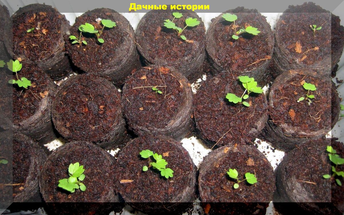 Посев клубники и земляники в домашних условиях: как получить крепкую и здоровую рассаду клубники и земляники