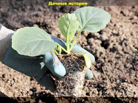 Сеем капусту для раннего урожая: основные советы начинающим дачникам