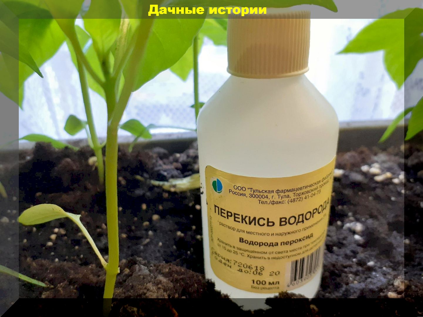 Перекись водорода в дачных делах: когда антисептик может спасти рассаду и защитить растения от болезней