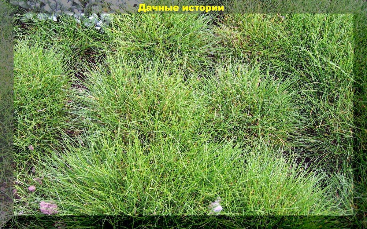 Почвопокровники вместо газона: оригинальные растений для замены газонной травы