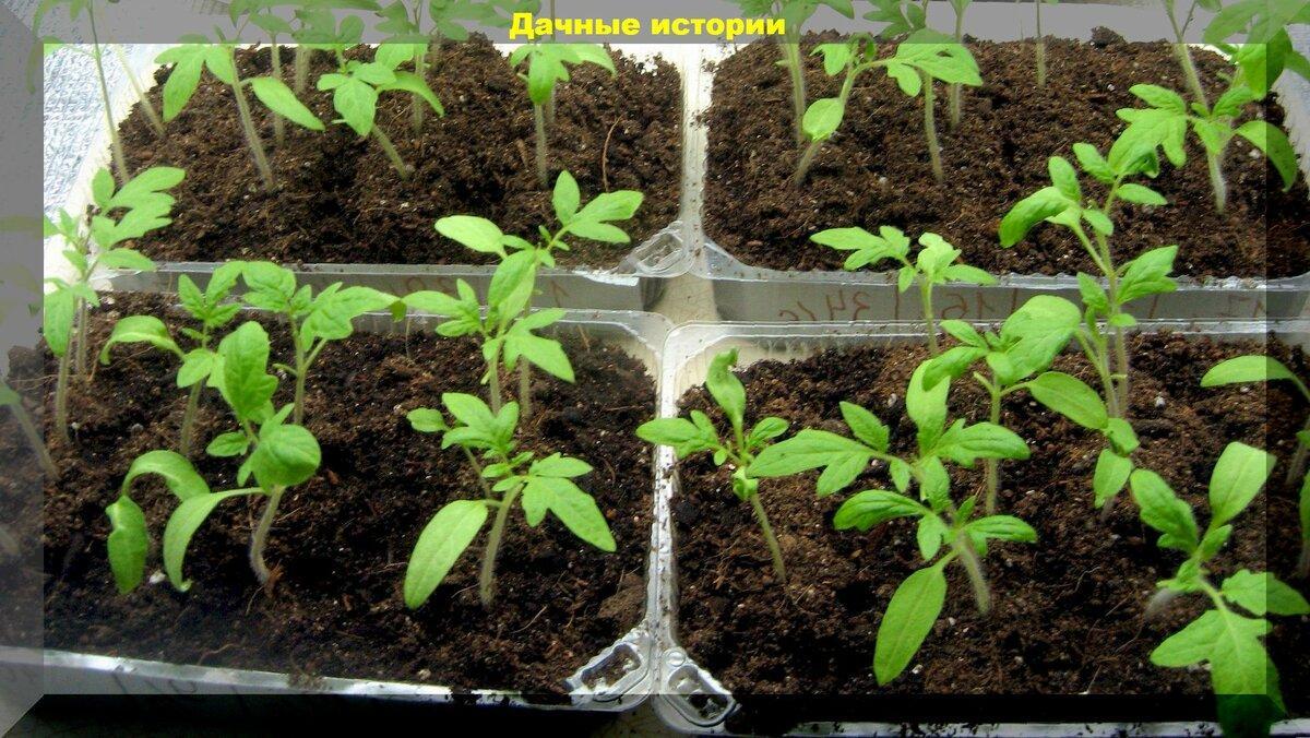 Восемь главных ошибок новичков при посеве семян томатов на рассаду