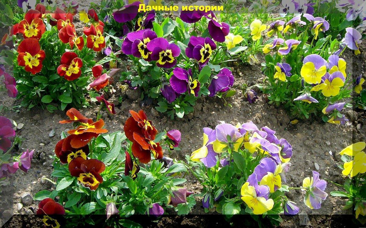 Тридцать цветов и овощей которые можно сеять в марте на рассаду и занятия прочими дачными делами