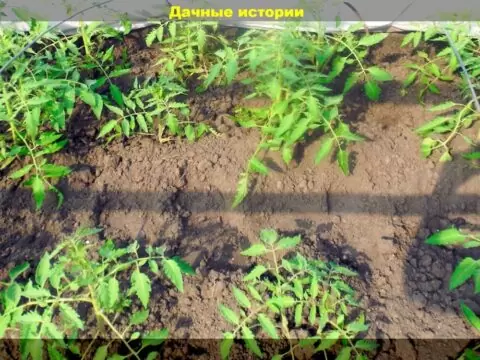 Количество рассады томатов которое потребуется для посадки в теплицу: определяем оптимальное количество корней