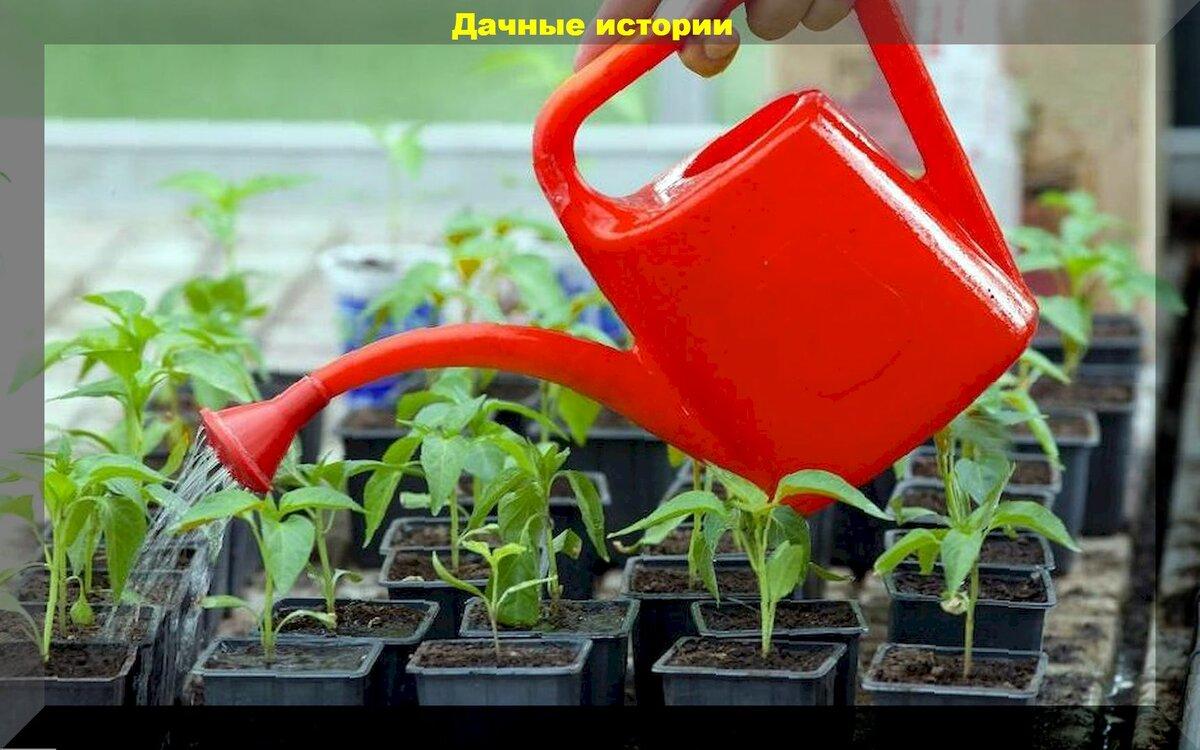 Важные тонкости полива сеянцев: правильный полив рассады томатов и перцев