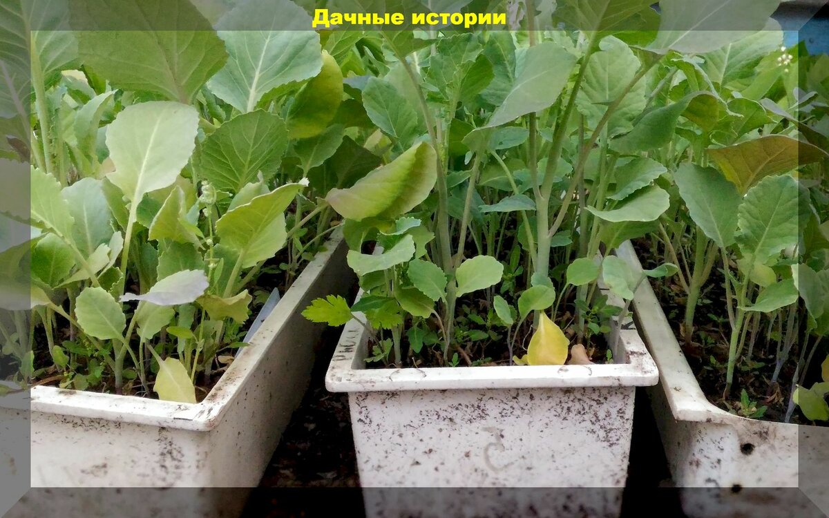 Брокколи, цветная, ранняя, поздняя капуста: для начинающих, вырастить капусту без проблем