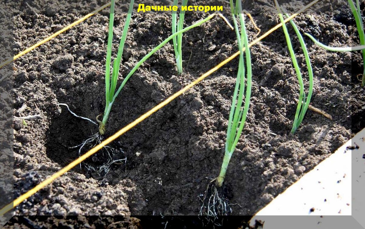 Посев лука Эксибишен на рассаду: когда сеять и как вырастить лук Эксибишен из семян через рассаду