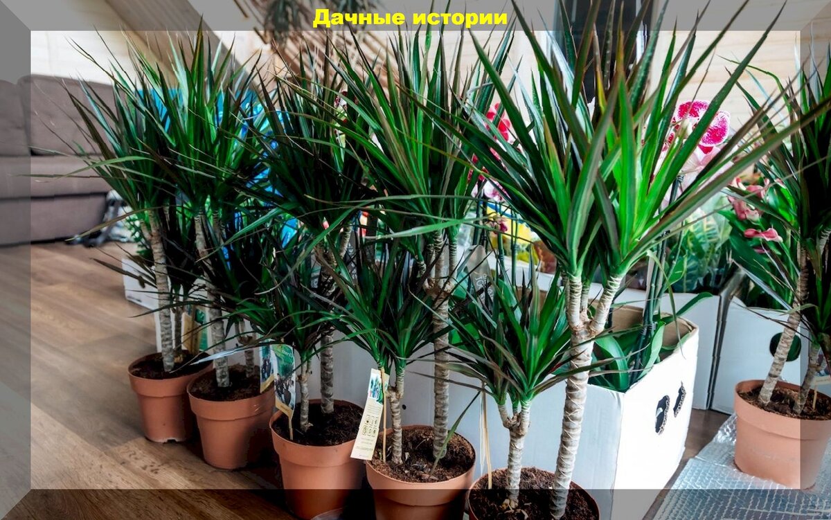 Самые неприхотливые комнатные растения: комнатные растения которые смогут вырастить даже новички