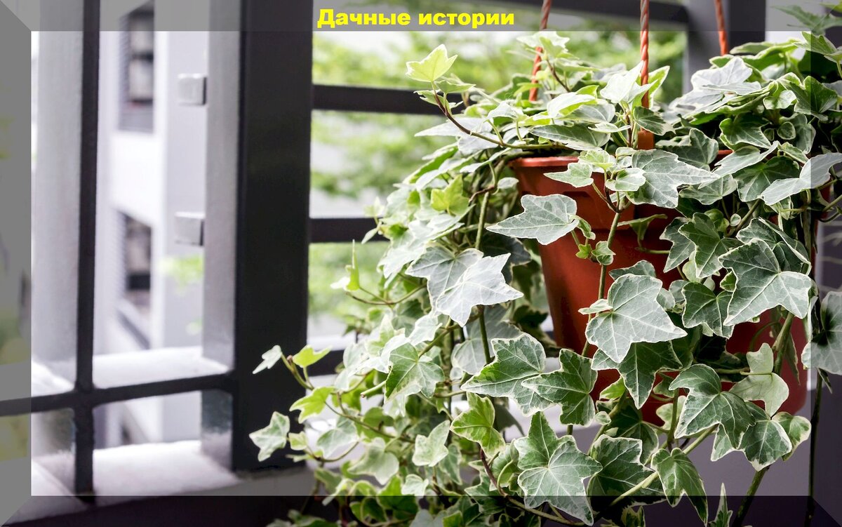 Самые неприхотливые комнатные растения: комнатные растения которые смогут вырастить даже новички