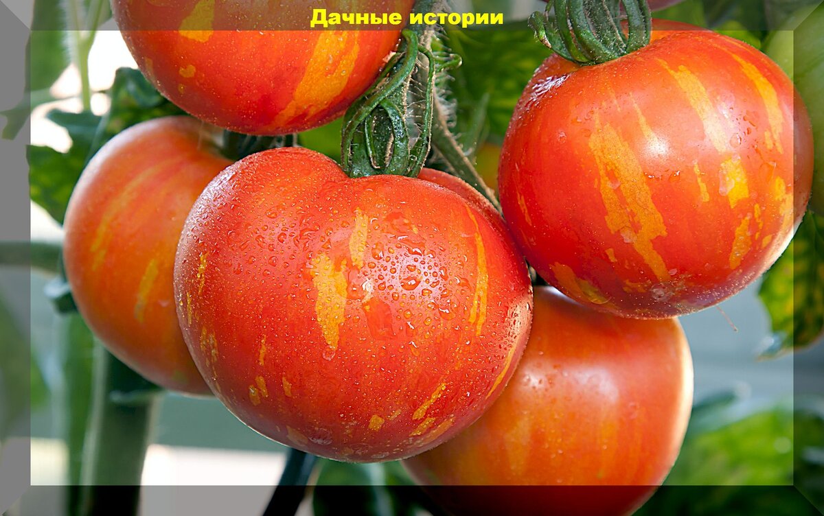 Секреты небывалого урожая томатов: грамотно ухаживаем за рассадой томатов и получаем богатый урожай помидор
