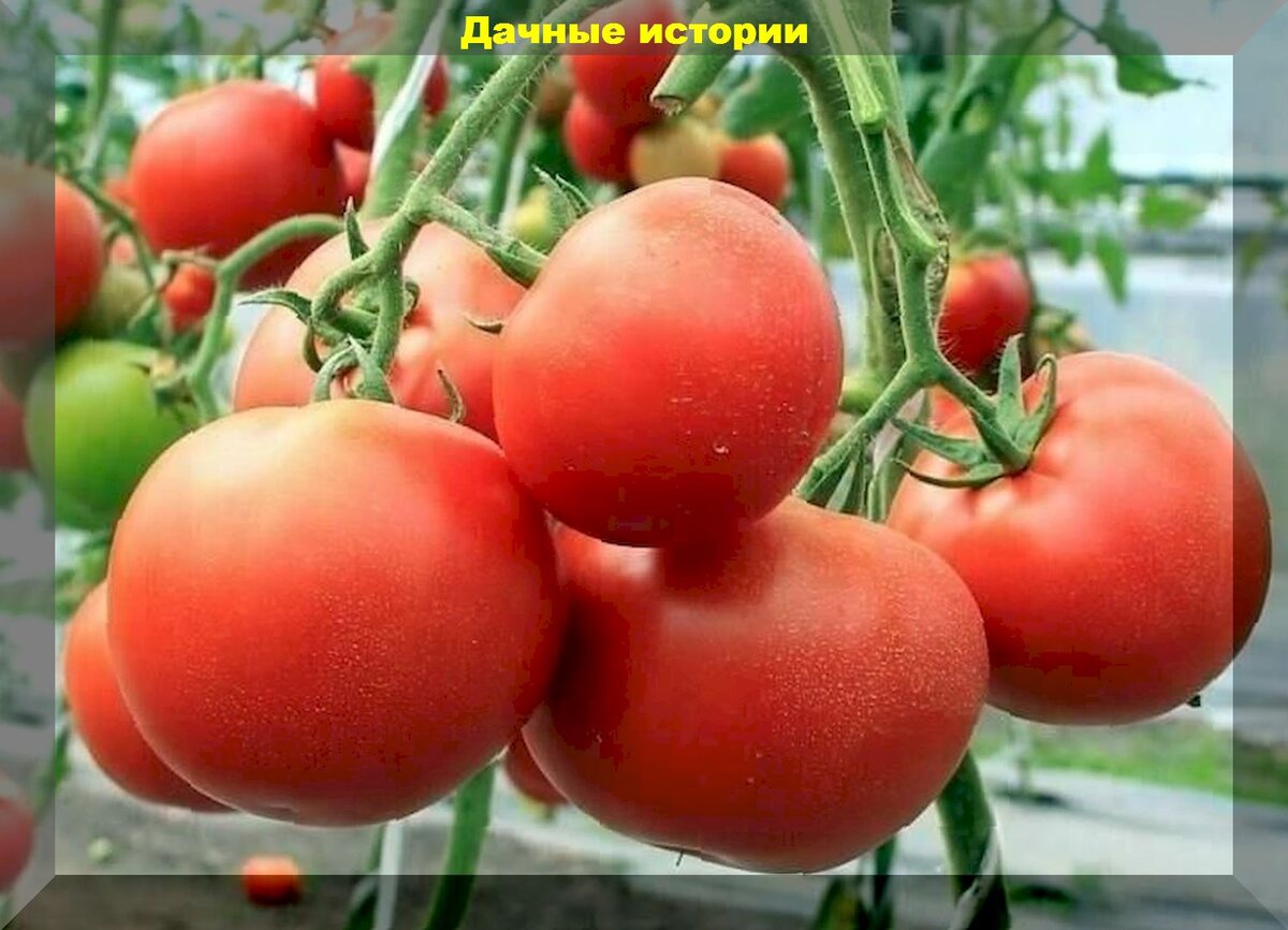 Секреты небывалого урожая томатов: грамотно ухаживаем за рассадой томатов и получаем богатый урожай помидор