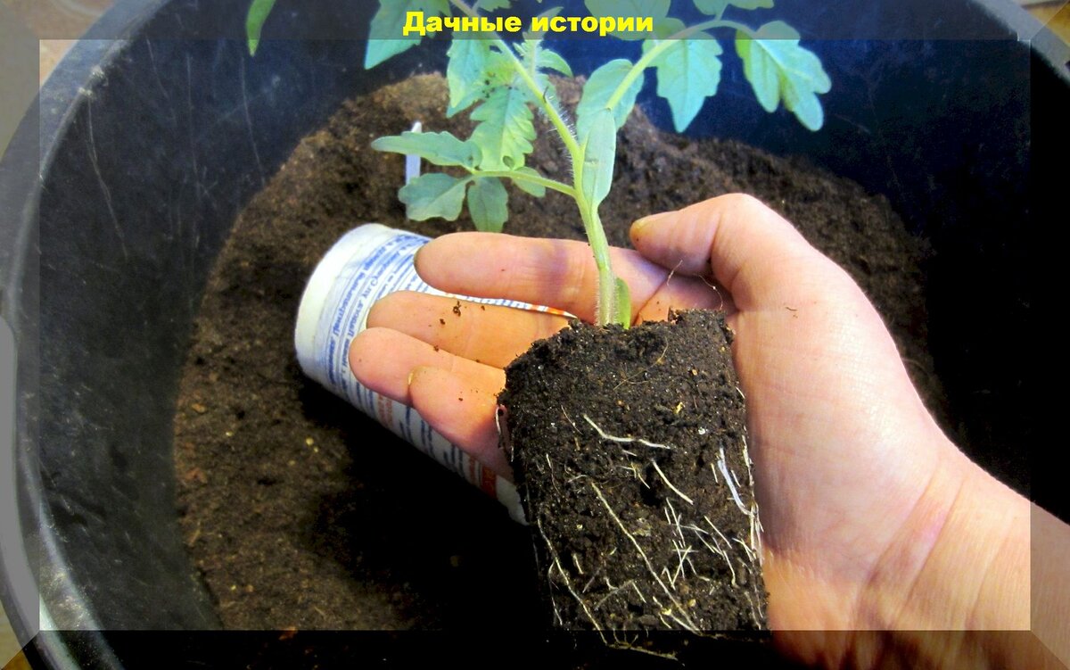 Пять полезных советов о выращивании и уходе за рассадой: секреты выращивания рассады для получения раннего и обильного урожая