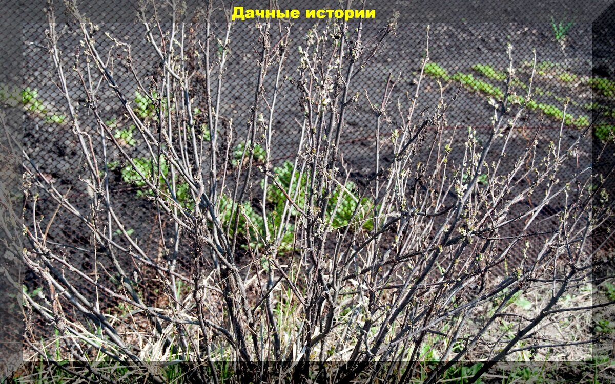 Самые простые моменты в уходе за смородиной весной: пять советов по уходу за смородиной которые нельзя игнорировать