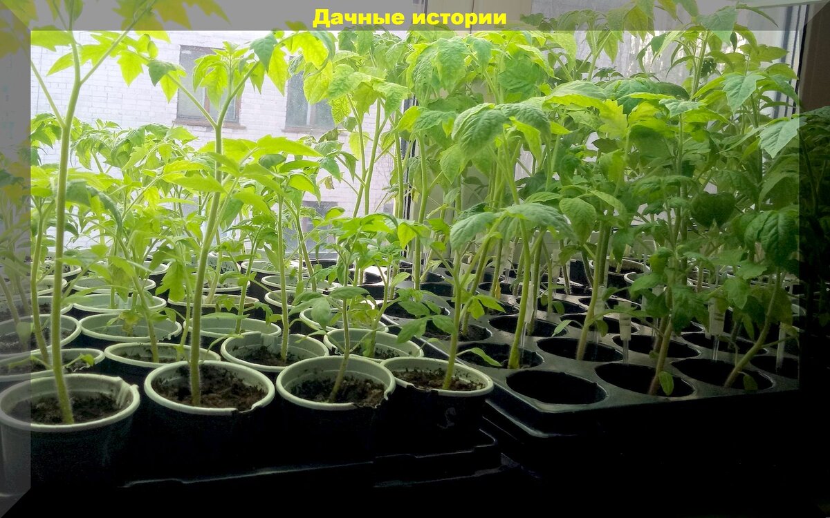 Правильно сеем томаты: обработка семян, подготовка почвосмеси, уход за всходами, грамотный выбор предшественников