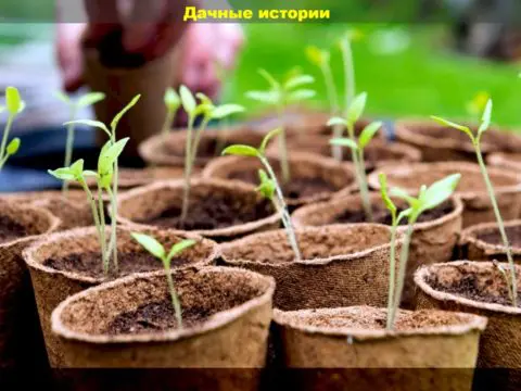 С рассадой что-то не так: подробный разбор основных ошибок огородников при выращивании рассады