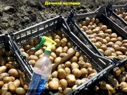 Подробно об обработке картофеля перед посадкой биопрепаратами, для защиты от болезней и вредителей