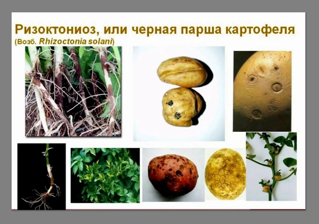 Подробно об обработке картофеля перед посадкой биопрепаратами, для защиты от болезней и вредителей