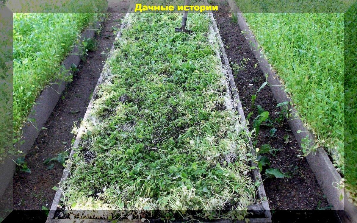 Мульча и сидераты: как превратить любую почву, на любом участке, в плодородную
