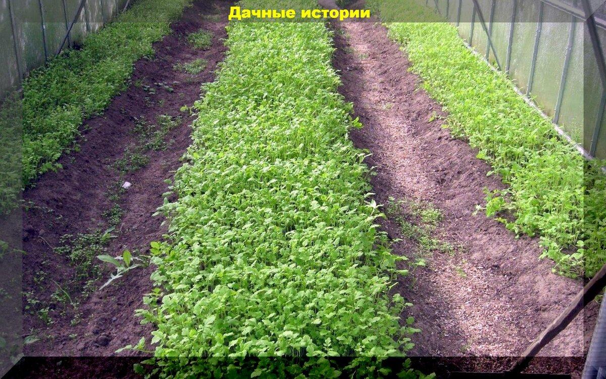 Мульча и сидераты: как превратить любую почву, на любом участке, в плодородную