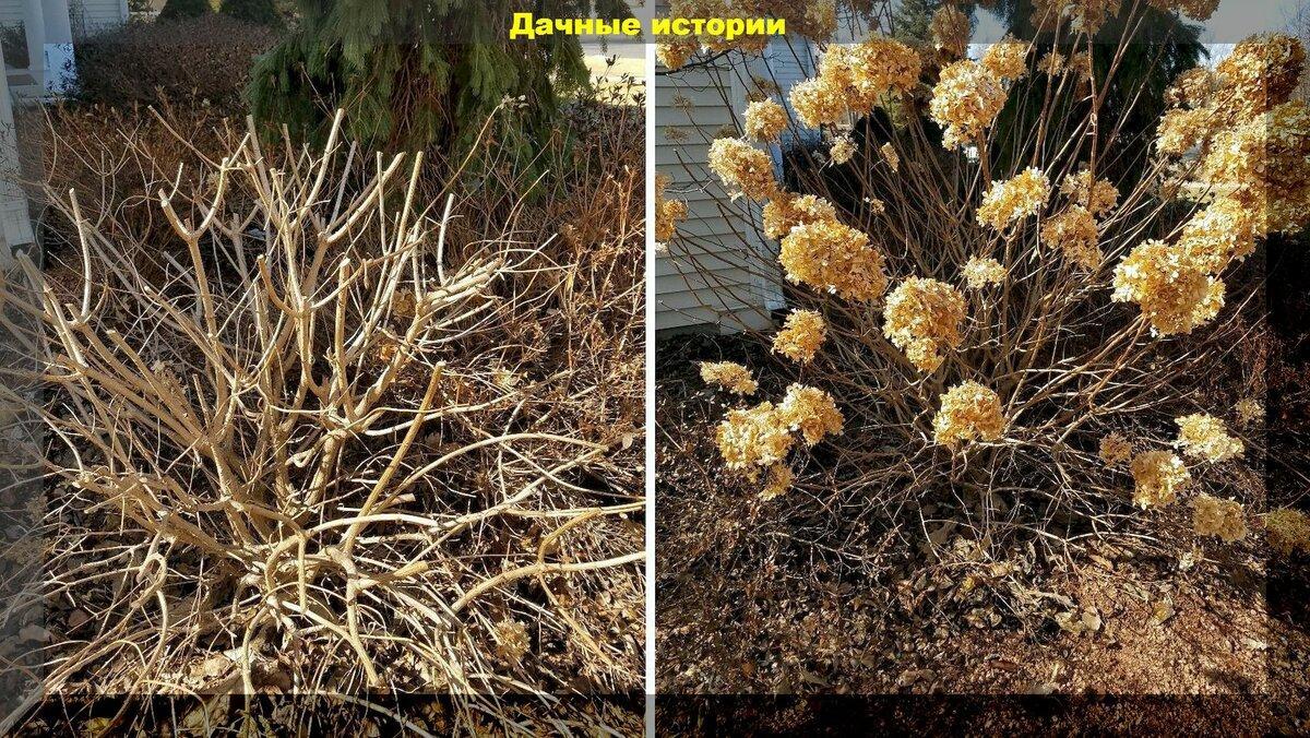 Как заставить гортензию обильно и пышно цвети: важные нюансы в весенней обрезке и подкормке
