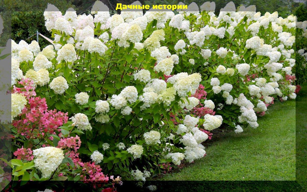 Как заставить гортензию обильно и пышно цвети: важные нюансы в весенней обрезке и подкормке