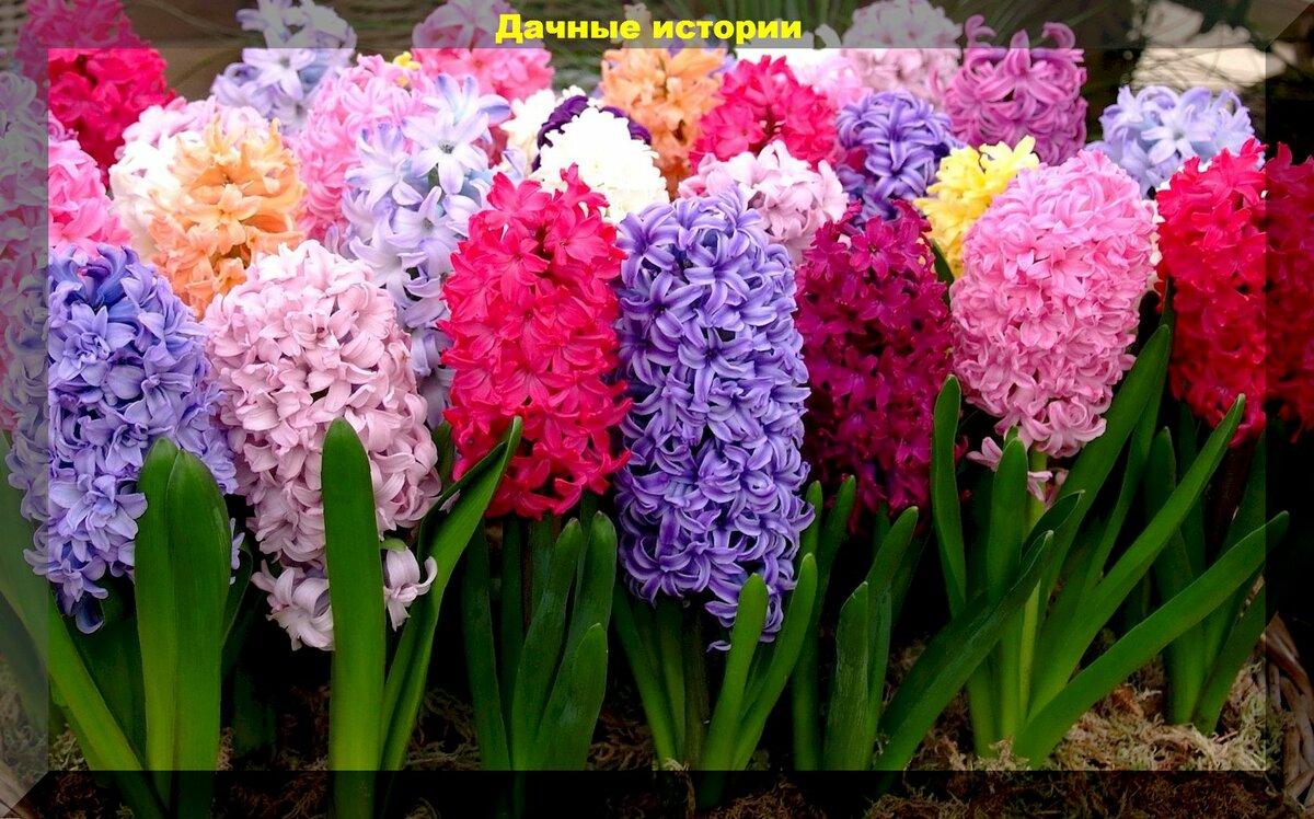 С апреля по октябрь: шестьдесят цветов для клумбы непрерывного цветения