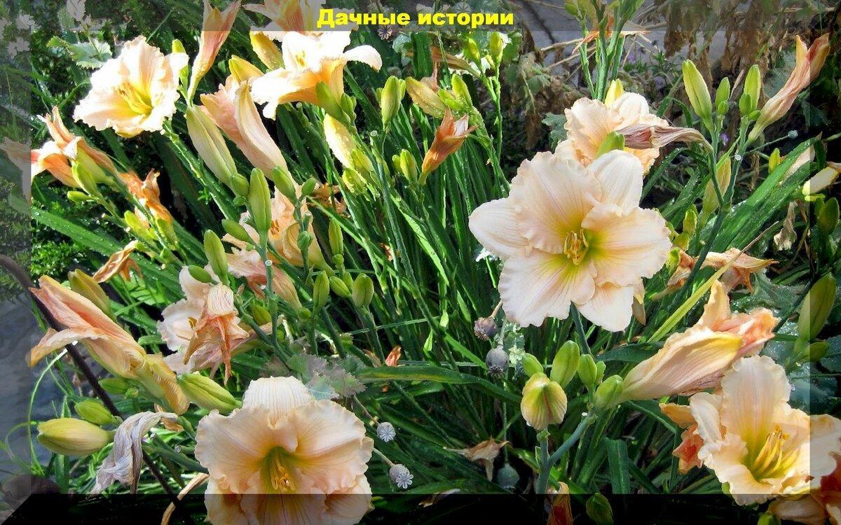 С апреля по октябрь: шестьдесят цветов для клумбы непрерывного цветения