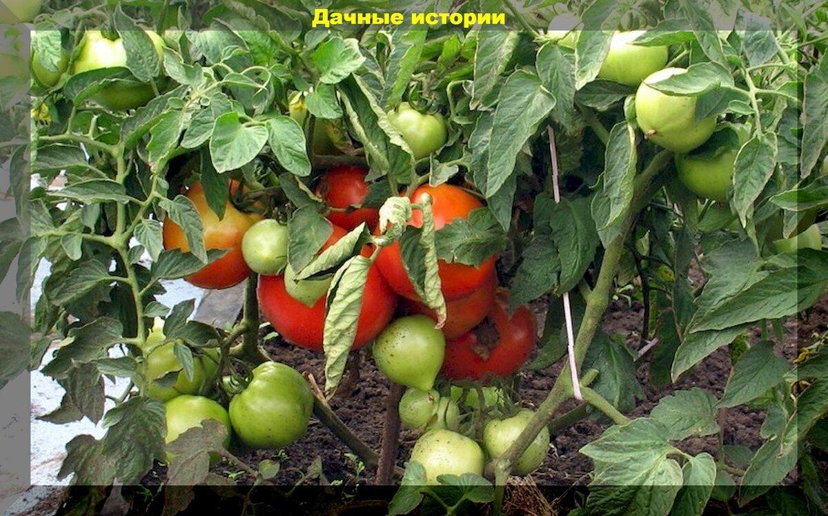 Когда сеять низкорослые томаты: сорта и гибриды которые можно посеять в середине апреля