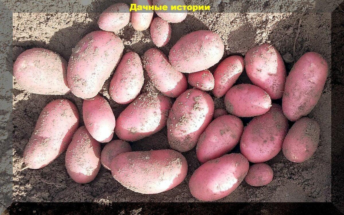 Как разбудить клубни картофеля и что сделать с картошкой перед посадкой: эффективные способы проращивания