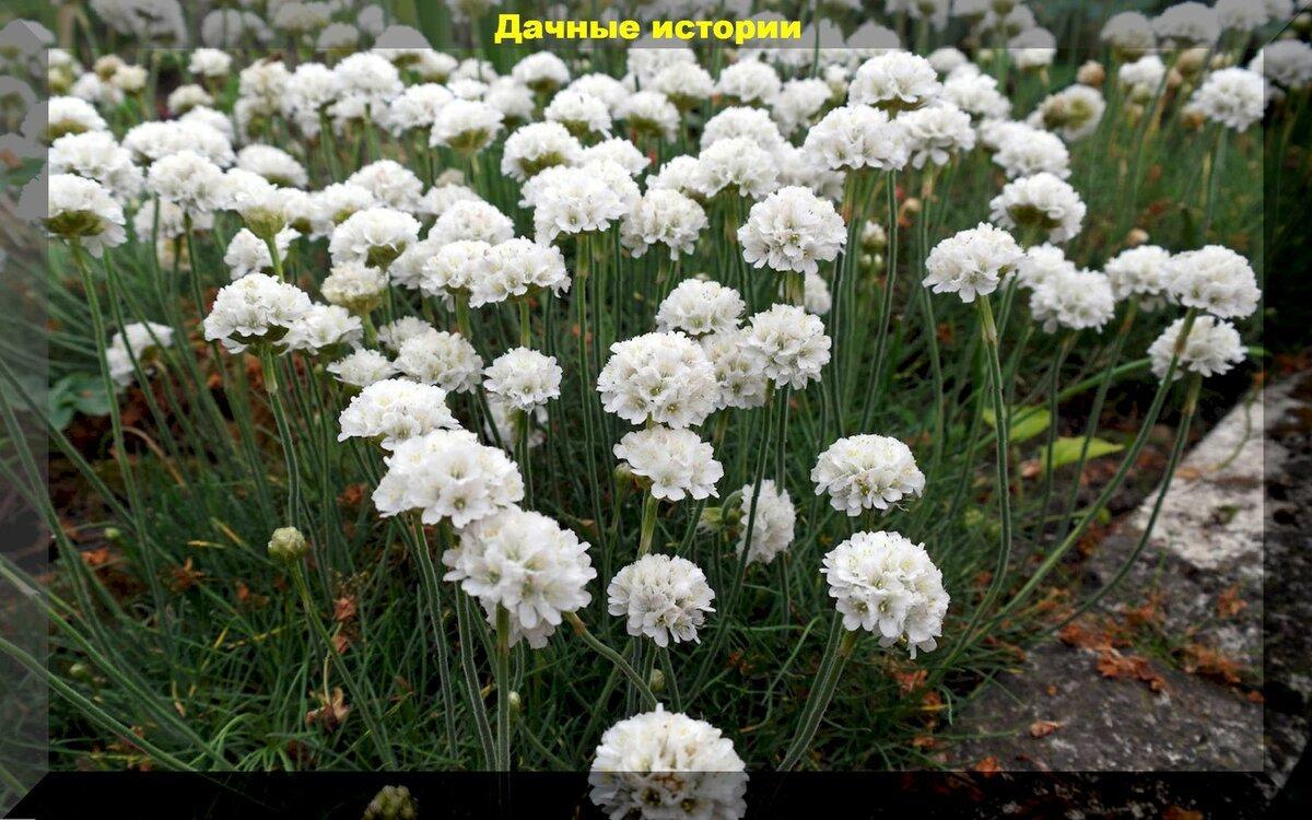 Цветы которые можно посеять в апреле: три десятка цветов сеем рассадой и в открытый грунт