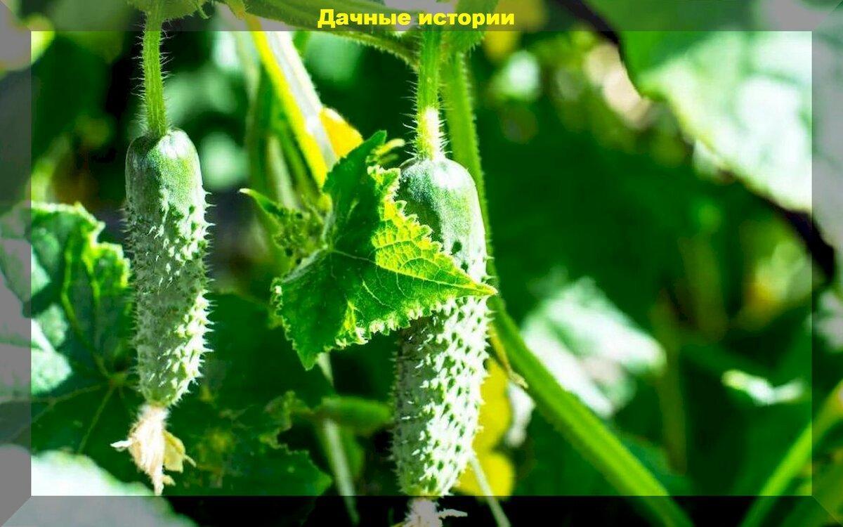 Апрельские посевы на рассаду: цветы и овощные культуры которые можно посеять в апреле на рассаду