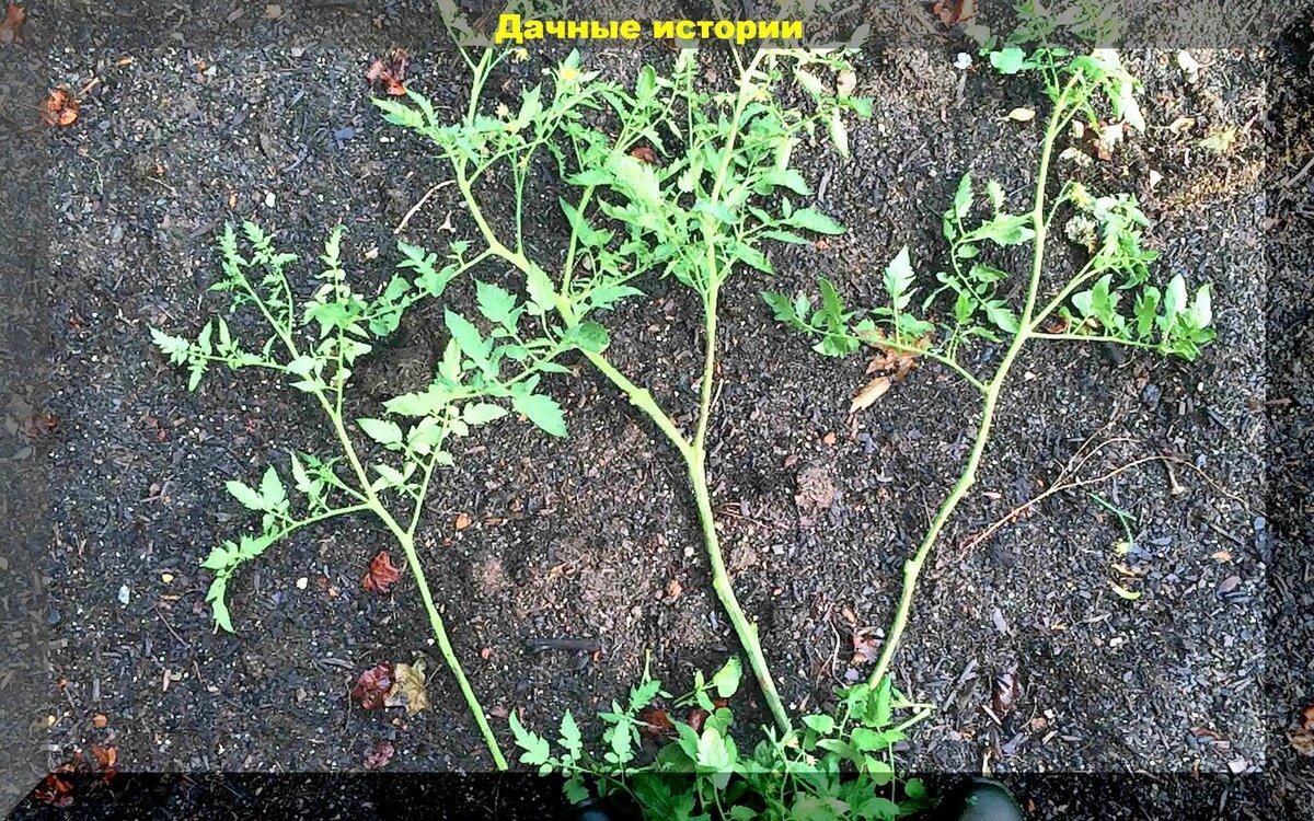 Почему рассада томатов и огурцов вытягивается, и как это исправить: правила посадки вытянутой рассады