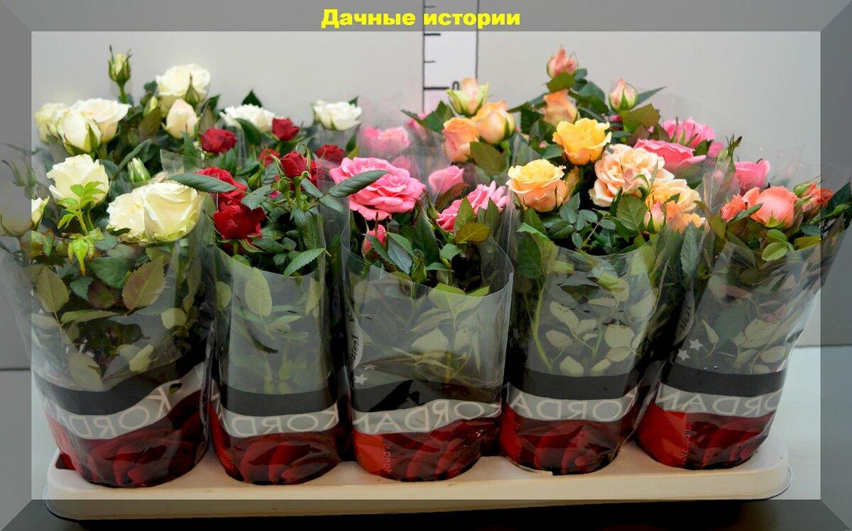 Как сохранить миниатюрную розу после покупки: секреты и советы по пересадки мини-роз (горшечных) из магазина