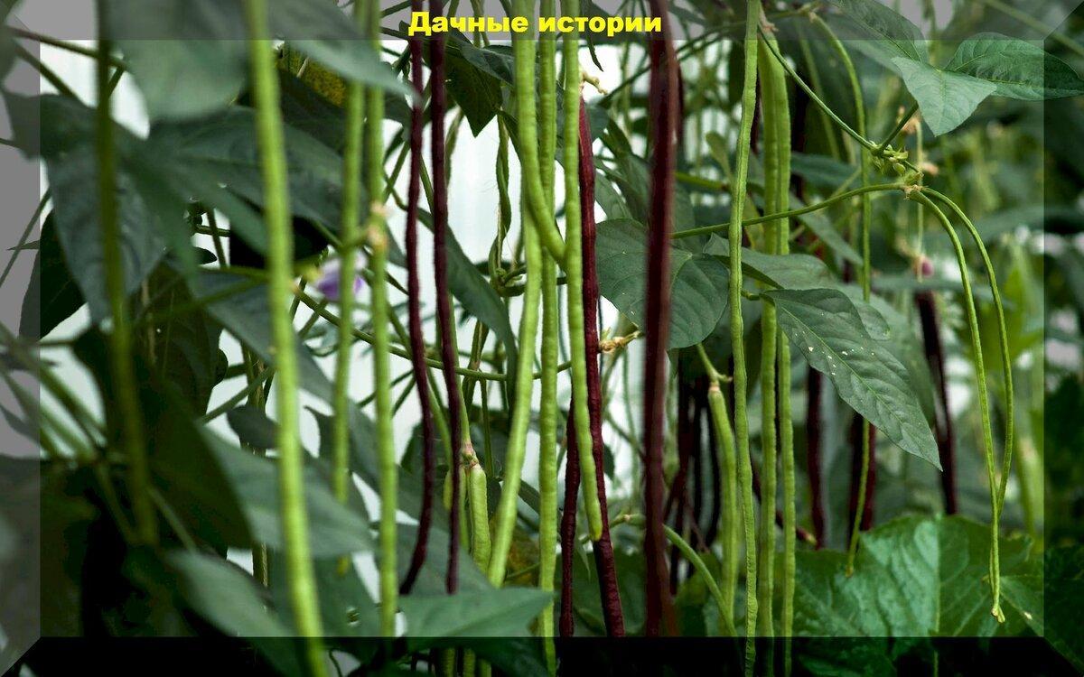10 экзотических (редких, необычных) растений, пригодных для выращивания в средней полосе.