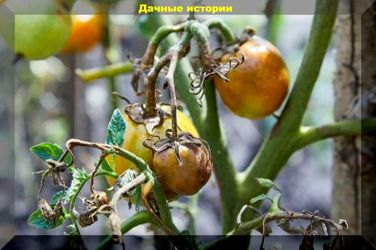 Урожай в теплице без фитофтороза: семь золотых правил по ходу за томатами