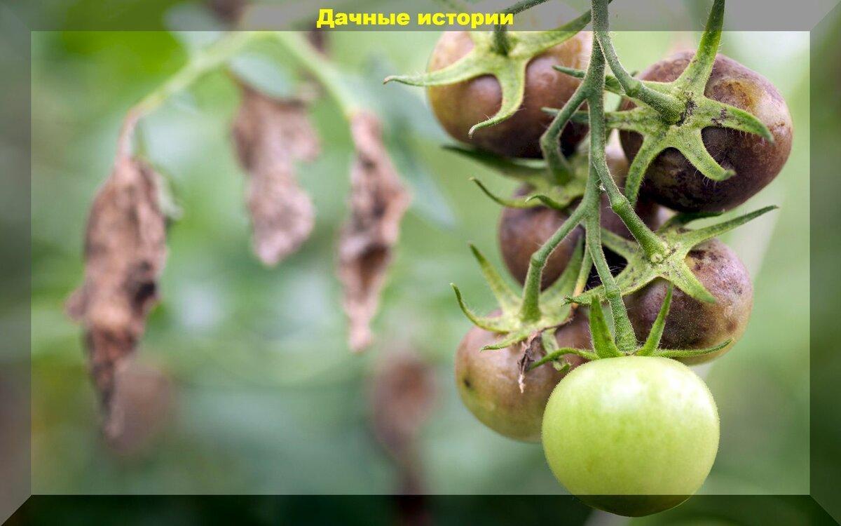 Урожай в теплице без фитофтороза: семь золотых правил по ходу за томатами
