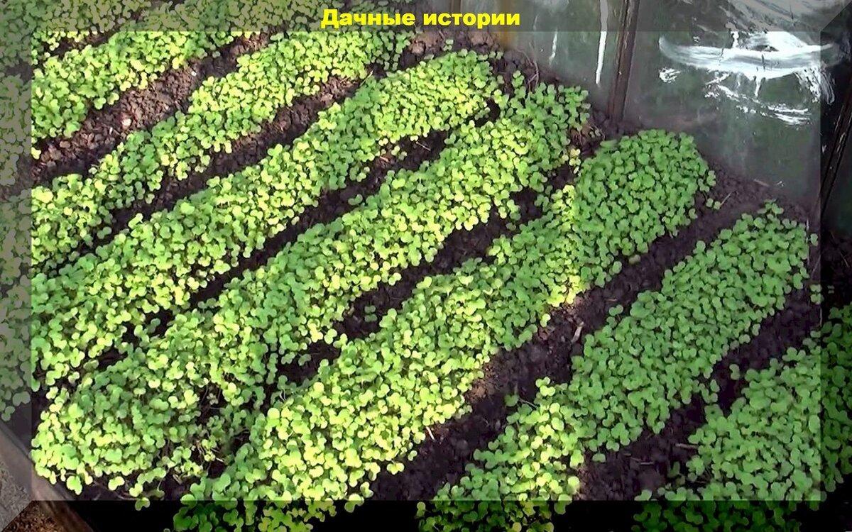 Сидераты, которые можно посеять весной: причины сеять сидераты, или идеальное удобрение своими руками