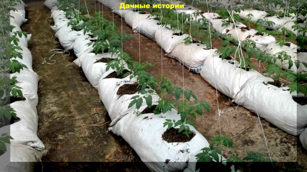 Самая ранняя высадка томатов в теплицу: высаживаем томаты в рукава или применяем пленочное мульчирование