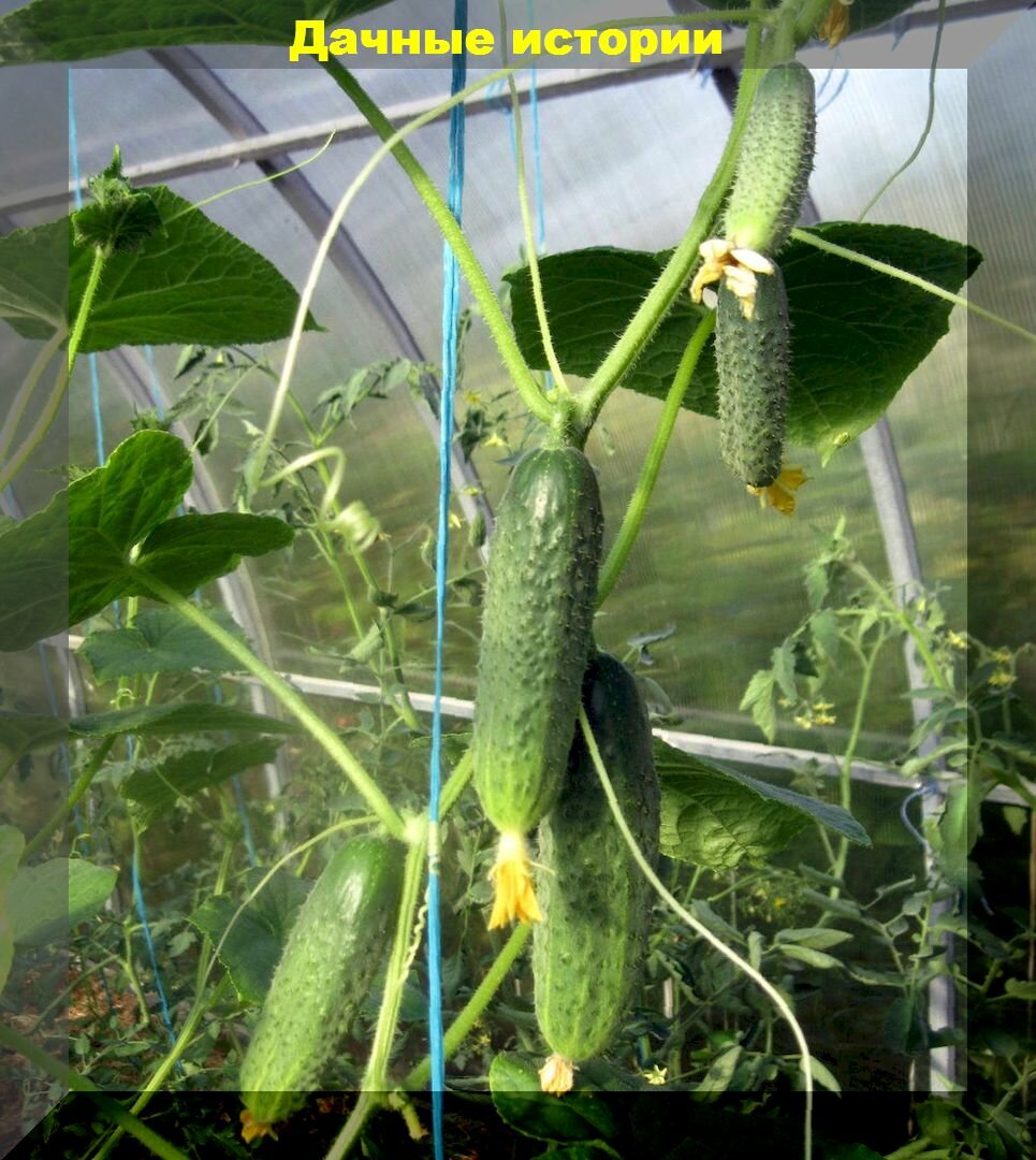 Рассада огурцов от "А до Я": выращиваем крепкую рассаду огурцов без особых проблем