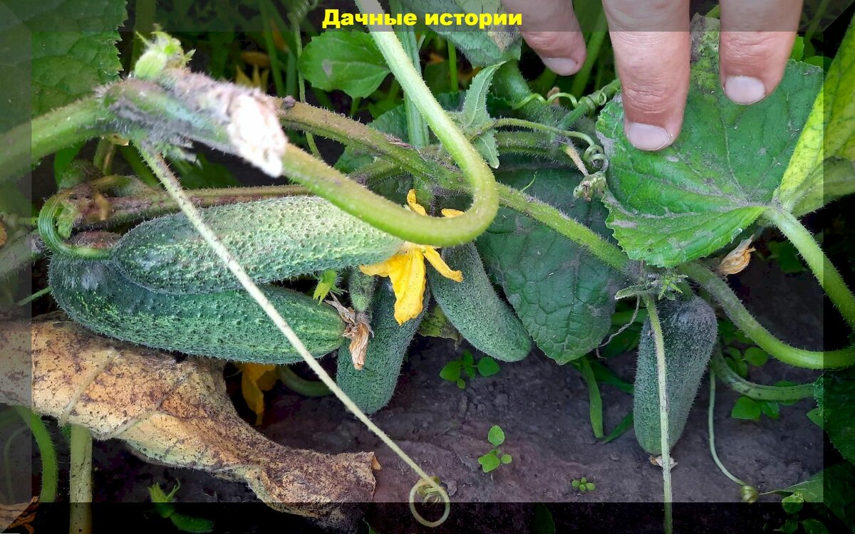 Рассада огурцов от "А до Я": выращиваем крепкую рассаду огурцов без особых проблем